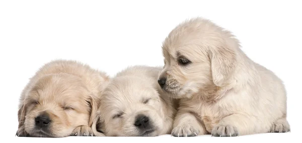 Golden Retriever puppies — Stock Photo, Image