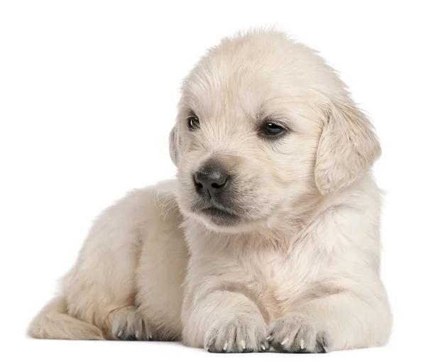 Olden Retriever puppy — Stock Photo, Image