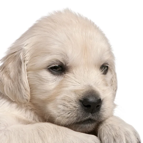 Olden Retriever puppy — Stock Photo, Image