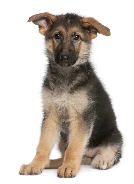 Alman çoban köpek yavrusu, 4 aylık — Stok fotoğraf