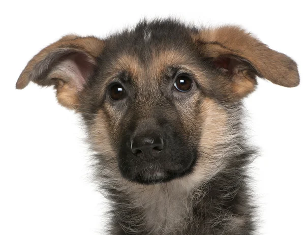 German Shepherd puppy, 4 months old — Stock Photo, Image
