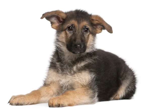 Cãozinho pastor alemão, 4 meses — Fotografia de Stock