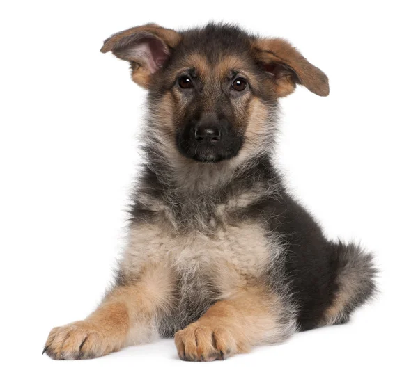 Alman çoban köpek yavrusu, 4 aylık — Stok fotoğraf