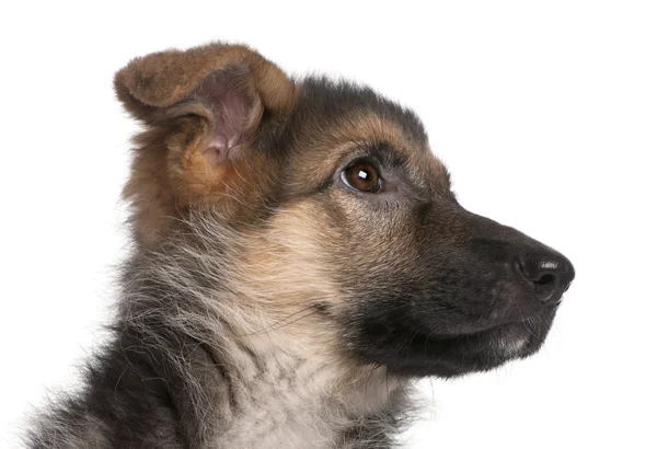 German Shepherd puppy, 4 months old, sitting in front of white background — Stock Photo, Image