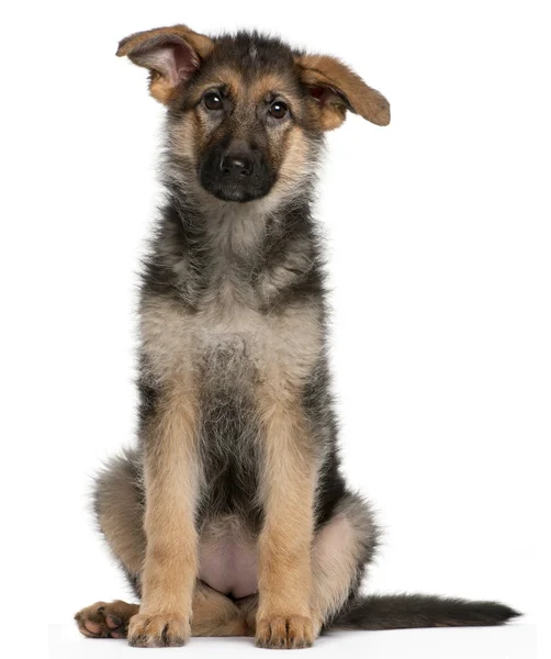 Duitse herder pup, 4 maanden oud, zit op witte achtergrond — Stockfoto