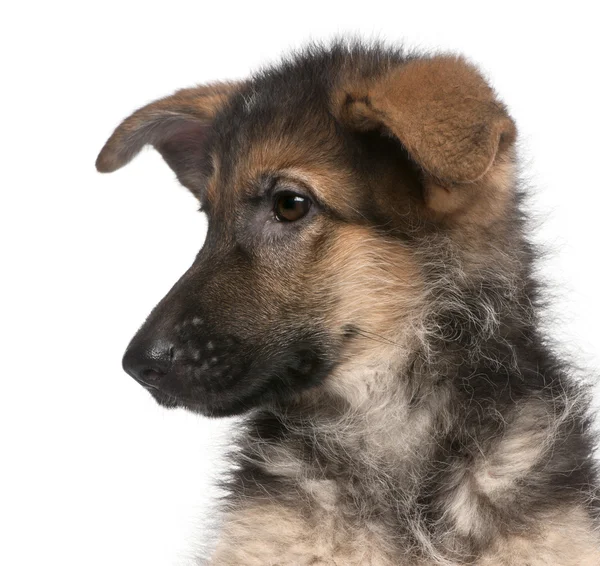 Primer plano del cachorro pastor alemán, 4 meses de edad, delante de fondo blanco —  Fotos de Stock