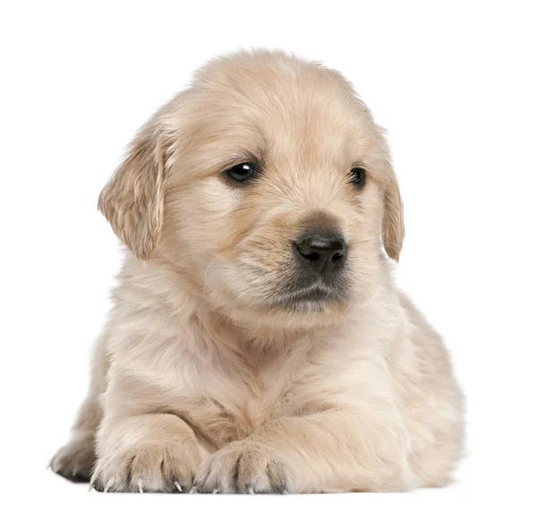 黄金猎犬的小狗，4 周龄的前面躺在白色的背景 — 图库照片