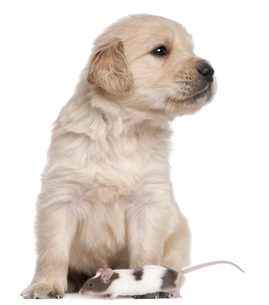 Golden Retriever puppy, 4 weeks old, lying in front of white background — Stock Photo, Image
