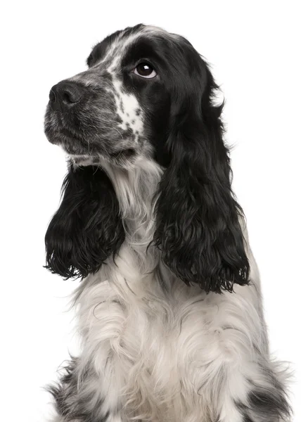 English Cocker Spaniel, 2 years old, sitting in front of white background — Stock Photo, Image