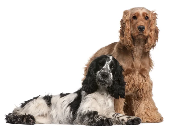 Two English Cocker Spaniels, 2 years old, in front of white background — Stock Photo, Image