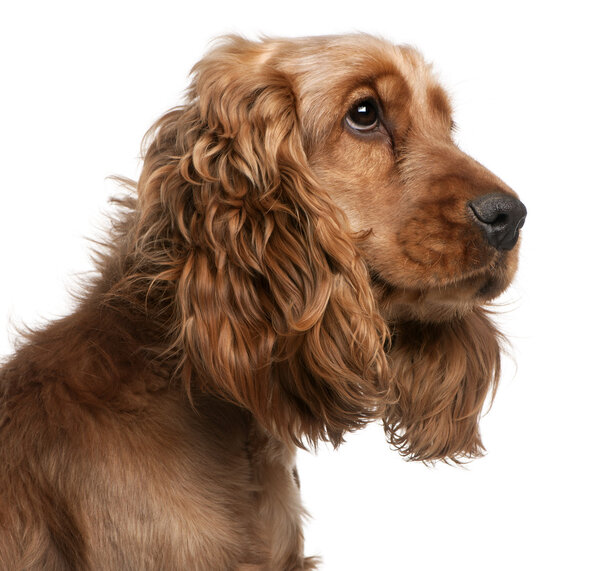 English Cocker Spaniel, 2 years old, in front of white background