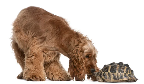 English Cocker Spaniel, 2 years old, and a Hermann's tortoise, Testudo hermanni, in front of white background — Stock Photo, Image
