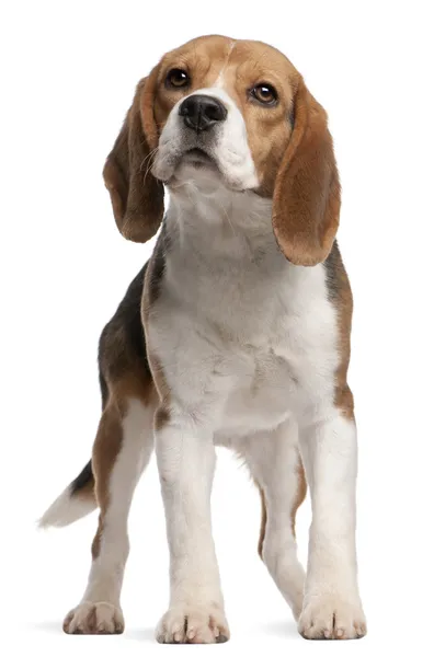 Beagle, 1 anno, seduto e guardando in alto davanti allo sfondo bianco — Foto Stock