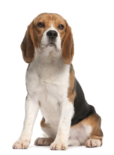 Beagle, 1 ano, sentado e olhando para cima na frente do fundo branco — Fotografia de Stock