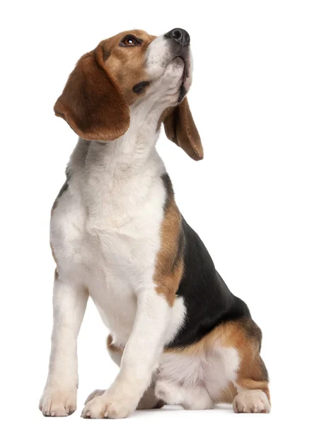 Beagle, 1 éves, ült és nézett fel fehér háttér előtt — Stock Fotó
