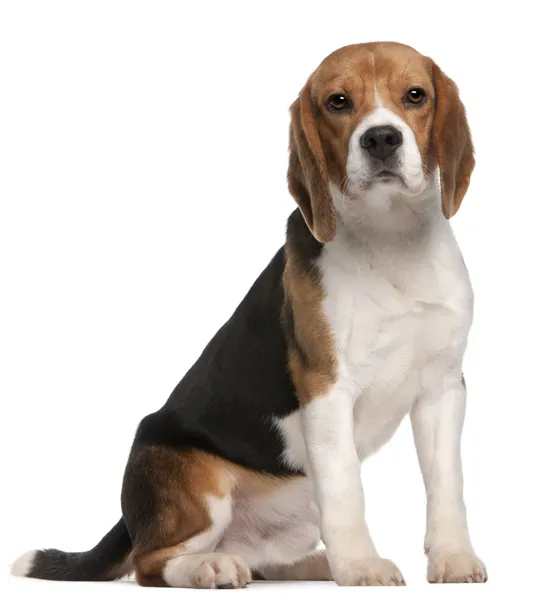 Beagle, 1 year old, sitting and looking up in front of white background — Stock Photo, Image