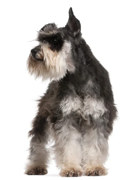 Miniature Schnauzer, 6 years old, standing in front of white background — Stock Photo, Image