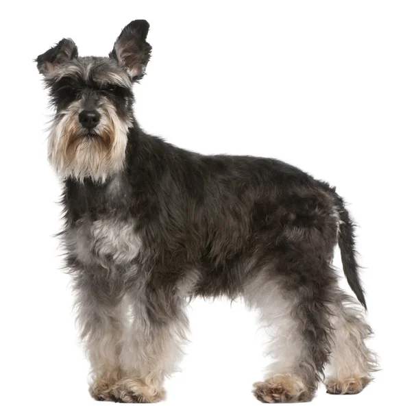 Miniature Schnauzer, 6 years old, standing in front of white background — Stock Photo, Image