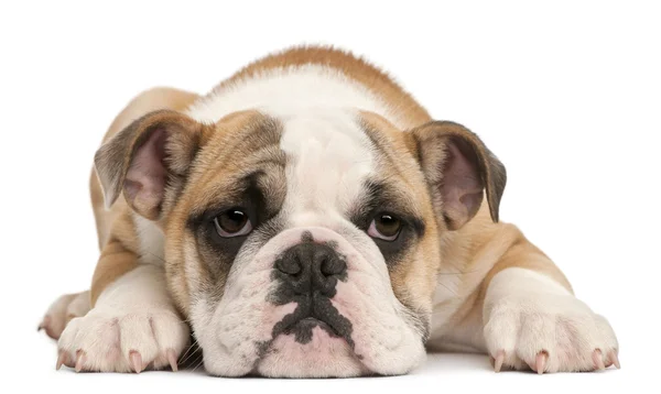 Engelsk tyrannisera hundvalp, 4 månader gammal, liggande framför vit bakgrund — Stockfoto