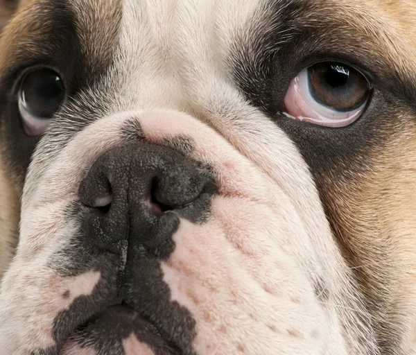 Close-up van Engels bulldog pup, 4 maanden oud — Stockfoto
