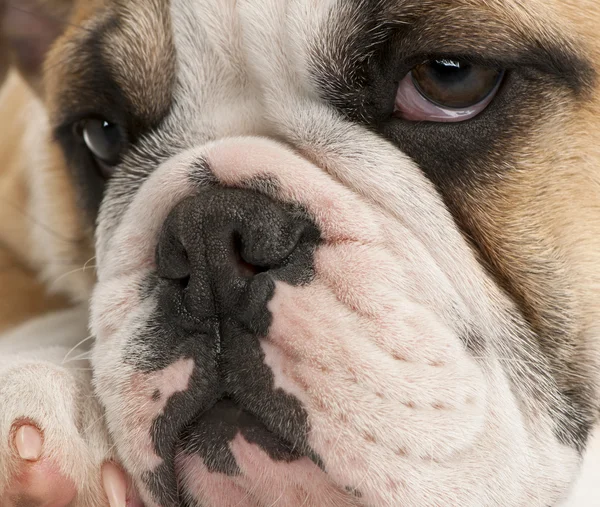 Närbild av engelska bulldog valp, 4 månader gammal — Stockfoto