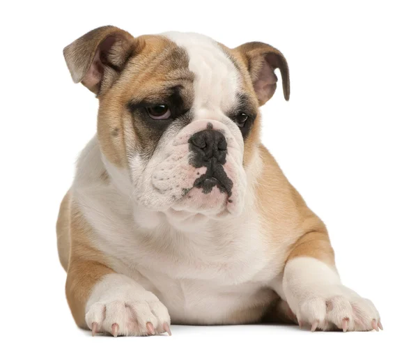 Inglés Bulldog cachorro, 4 meses de edad, acostado en frente de fondo blanco —  Fotos de Stock