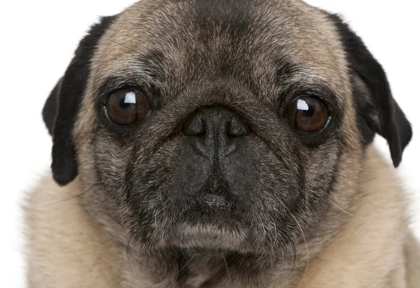 Close-up van oude pug, 6 jaar oud, voor witte achtergrond — Stockfoto