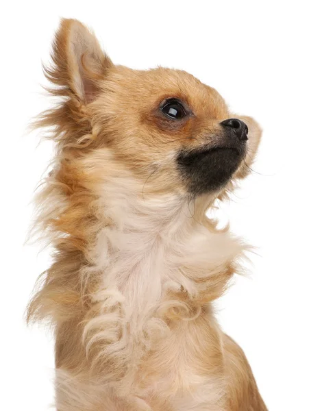 Close-up de Chihuahua na frente de fundo branco — Fotografia de Stock