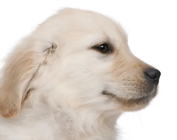 Close-up of Golden Retriever puppy, 20 weeks old, in front of white background — Stock Photo, Image