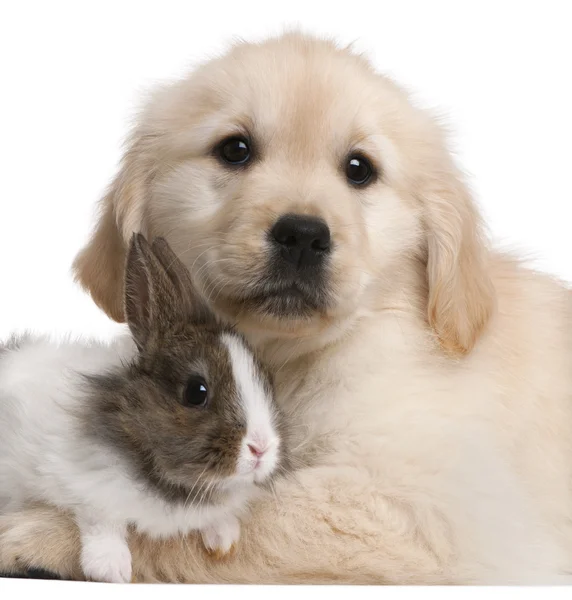 Close-up of Golden Retriever puppy, 20 weeks old, and a rabbit in front of white background — Stock Photo, Image
