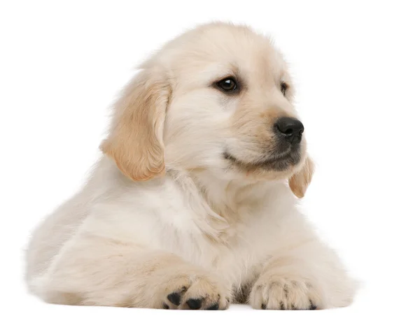 Golden Retriever cachorro, 20 semanas de edad, acostado frente al fondo blanco —  Fotos de Stock