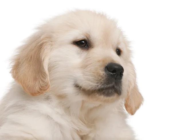 ゴールデン ・ リトリーバーの子犬は、古い、白い背景の前に 20 週間のクローズ アップ — ストック写真