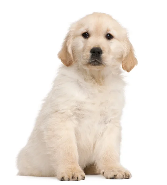 Golden Retriever puppy, 20 weeks old, sitting in front of white background — Stock Photo, Image