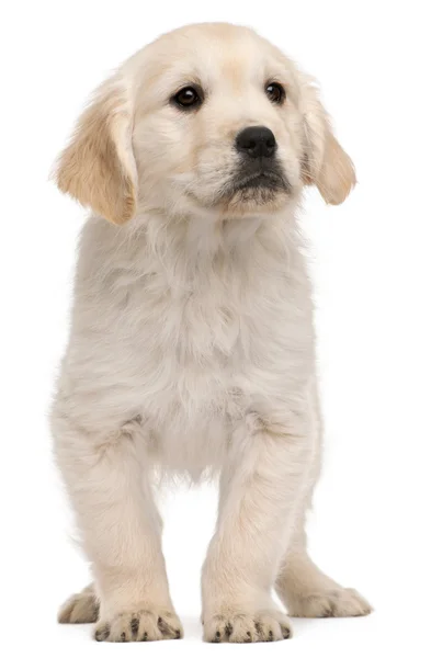 Golden Retriever cachorro, 20 semanas de edad, de pie frente al fondo blanco —  Fotos de Stock