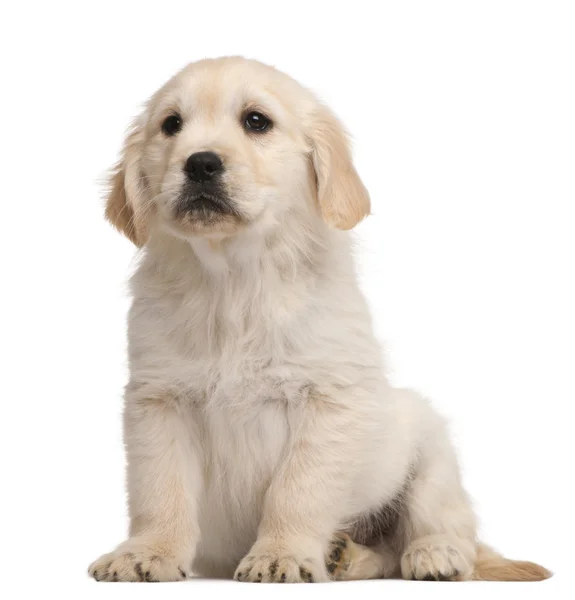 Zlatý retrívr štěně, 20 týdnů, sedí v přední části bílé pozadí — Stock fotografie