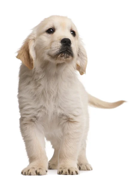 Golden Retriever puppy, 20 minggu, berdiri di depan latar belakang putih — Stok Foto