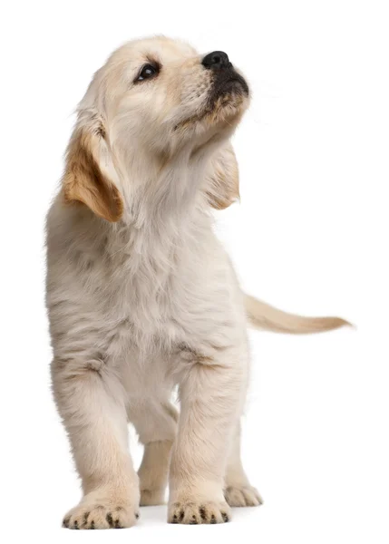 ゴールデン ・ リトリーバーの子犬は、20 週古い、白い背景の前に立って — ストック写真