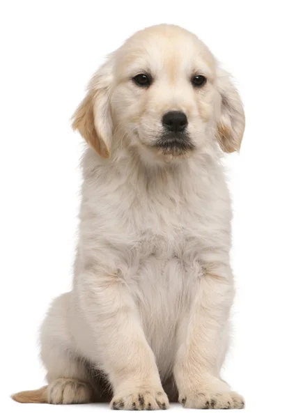 골든 리트리버 강아지, 20 주 오래 된의 앞에 앉아 흰색 배경 — 스톡 사진