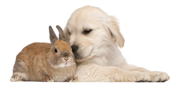 Cachorrinho Golden Retriever, 20 semanas de idade, e um coelho na frente do fundo branco — Fotografia de Stock