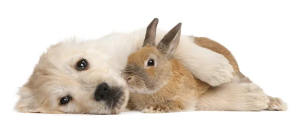 Golden Retriever puppy, 20 weeks old, and a rabbit lying in front of white background — Stock Photo, Image