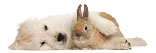 Zlatý retrívr štěně, 20 týdnů a králík ležet před bílým pozadím — Stock fotografie