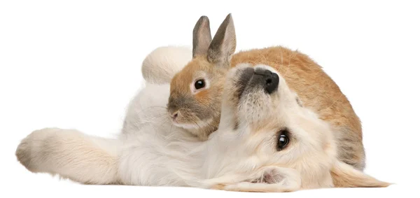 Golden retriever pup, 20 weken oud, en een konijn liggen voor witte achtergrond — Stockfoto