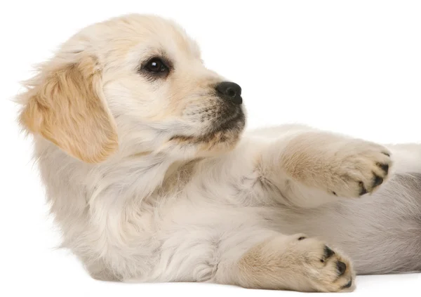 Golden Retriever cachorro, 20 semanas de edad, acostado frente al fondo blanco — Foto de Stock