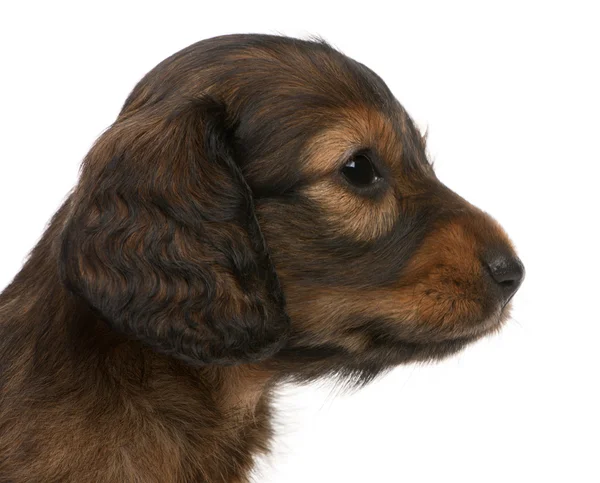Close-up of Dachshund puppy, 5 weeks old, in front of white background — Stock Photo, Image