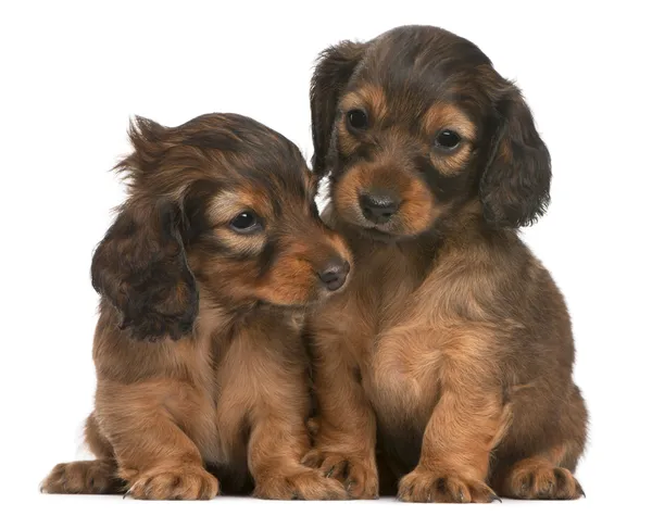 Dachshund puppies, 5 weeks old, sitting in front of white background — Stock Photo, Image