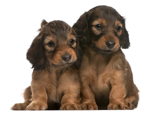 Dachshund puppies, 5 weeks old, sitting in front of white background — Stock Photo, Image