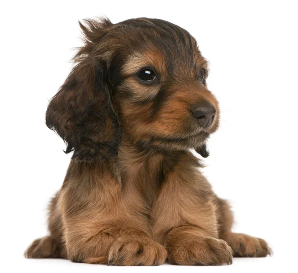 Dachshund puppy, 5 weeks old, lying in front of white background — Stock Photo, Image