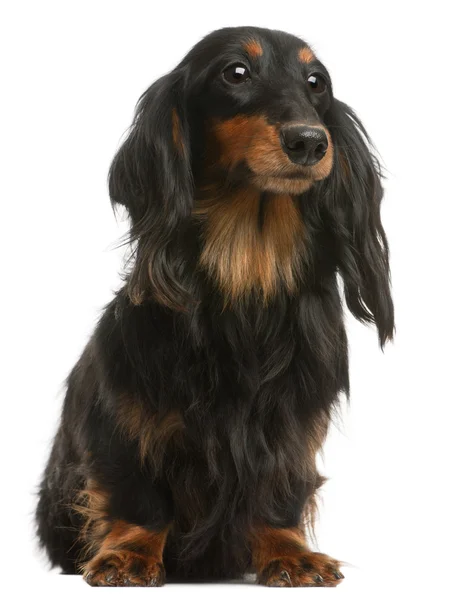 Dachshund, 4 years old, sitting in front of white background — Stock Photo, Image