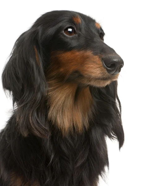 Close-up of Dachshund, 4 years old, in front of white background — Stock Photo, Image