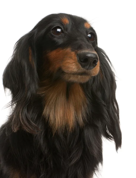 Close-up of Dachshund, 4 years old, in front of white background — Stock Photo, Image